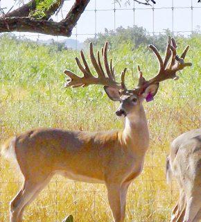 Zero Trace out Risk for CWD 15 Protein Feeders and 15 Water Troughs.