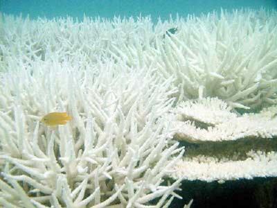 Emerging Threats to Marine Biodiversity Harmful Algal Blooms Climate Change Impacts ocean