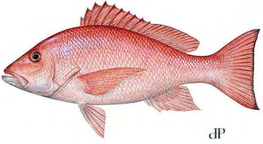 Recreational Fishing Regulations Minimum Size Species Limit Season Daily Bag Limit Red Snapper 16" Total Length June 1 July 10* 2 per person