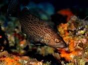 Grouper Fishery of