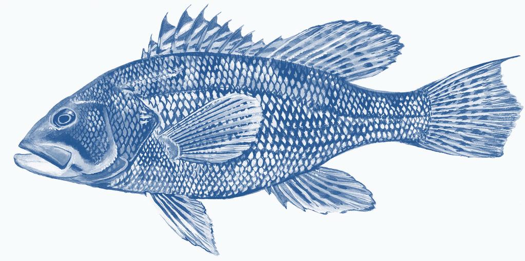 Black Sea Bass Regulatory Amendment 9: Reduced the bag limit for black sea bass from 15 fish to 5 fish.