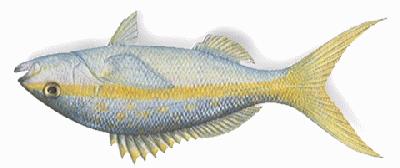 Yellowtail Snapper, Exploited, Protected and Fished 16 14 12 Mean Density 10 8 6 4 2 0 19961994-1997 1998