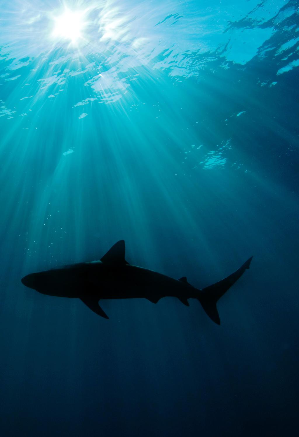 WORKING TOGETHER TO CONSERVE SHARKS AND RAYS SHARKS: RESTORING THE