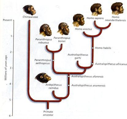 Hominid Skull Comparisons Visit the following website: www.humanorigins.si.edu/evidence/human-family-tree Explore the interactive Human Family Tree.