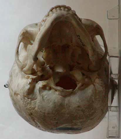near vertical forehead. The jaws are also less heavily developed, with smaller teeth.