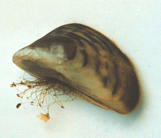 Zebra / Quagga Mussels