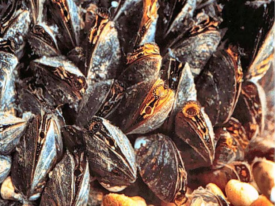 Because of their numbers zebra mussel filter a tremendous