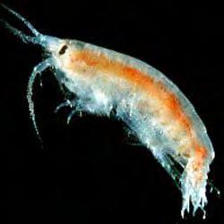 Decline of Freshwater Shrimp -- Diporeia 10,000/m 2 to 0/m 2 Gone from Lake Erie