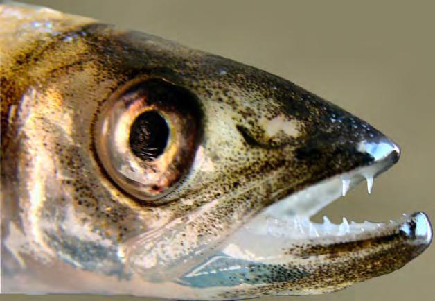 Year Smelt contributed to declines in native fish