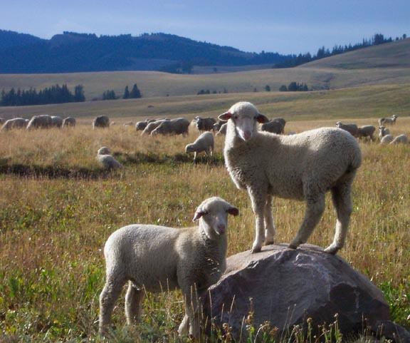 Sheep ranching was also quite profitable, but there was conflict between the cattle ranchers and the sheep ranchers. Why?