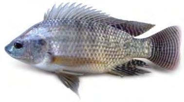 (Oreochromis niloticus) size 35 40 gm.