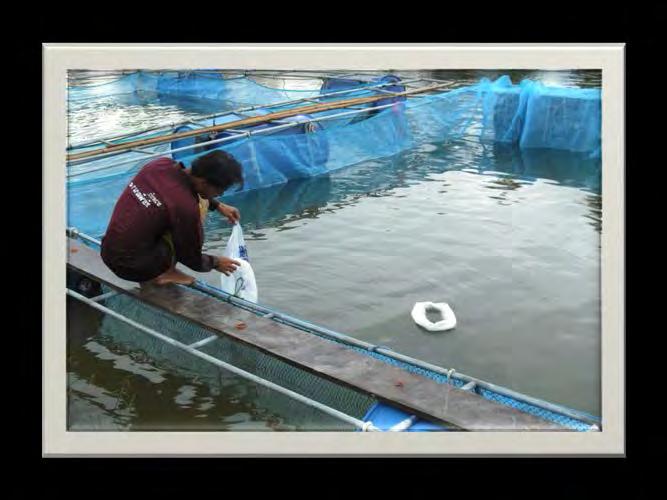 Tilapia Cage Farming Mostly operated in public