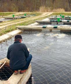 Aquaculture largely depends on the import of juvenile fish and fish eggs, because Estonia does not have any reproduction centres of breeding material.