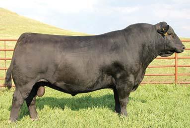 7 Individual Performance: BW 83 lbs. His sire, SVF Allegiance Y802 is a blaze-faced, homozygous black, homozygous polled, purebred Simmental sire featured on the Genex roster.