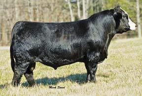 38 Individual Performance: BW 83lbs. His sire, SAV Angus Valley was the $200,000 top selling bull of the 2012 SAV Sale where cattlemen proclaimed him one of the most complete bulls SAV has bred.