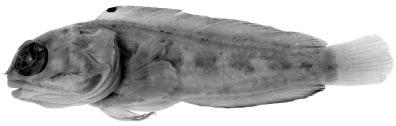 540 REVISTA DE BIOLOGÍA TROPICAL Fig. 6. Opistognathus fossoris, holotype, SIO 65-260, male 89.5 mm SL, Mexico, Gulf of California. TABLE 3 Comparative meristic data for Opistognathus fossoris and O.