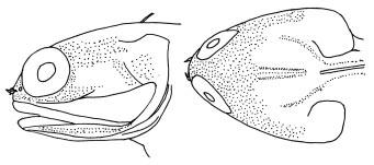 536 REVISTA DE BIOLOGÍA TROPICAL a b c d Fig. 3. Sensory pore patterns of: a, Opistognathus smithvanizi, holotype, LACM 32547-55, male 50.0 mm SL, Costa Rica, Isla del Caño; b, O.