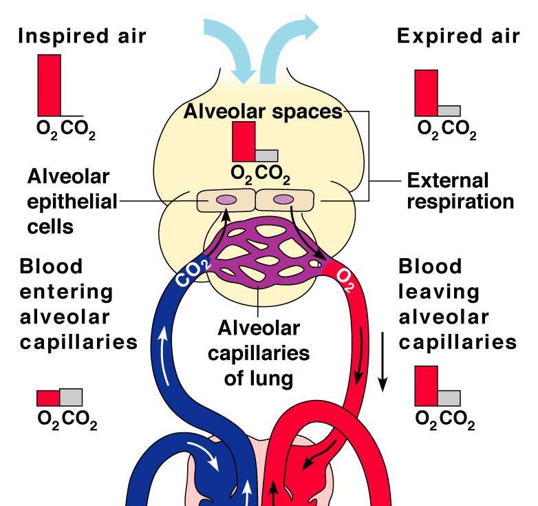 B) (Slide 19)External Respiration: gas exchange between external environment (alveoli) and the blood 1) CO 2