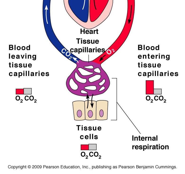 blood 1) CO 2 2) O 2 D) (Slide 21)Carbon Dioxide Transport 1) dissolved gas molecules in plasma (a) not very