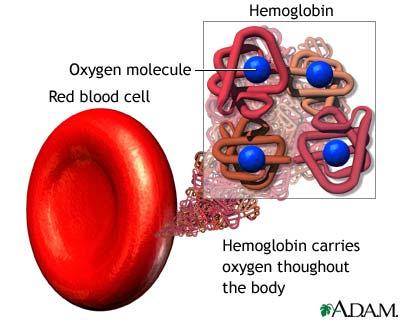 E) (Slide 23-25)Oxygen Transport 1) small amount transported as dissolved gas molecules in plasma 2) hemoglobin (a)