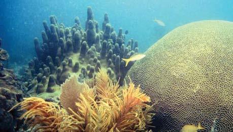 Disappearing Corals Oceans acidify as they lose ability to