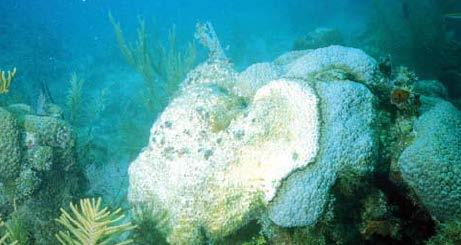 bleaching Diving revenues down 80% as reefs decline Reef