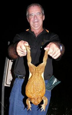 Giant Toads Now Native Numerous species expand range northward Giant toad range grows to include