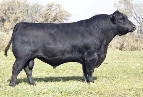 THE LEADER IN CALVING EASE OFFERING 35 BULLS RANKING IN THE TOP 10% OF THE BREED FOR CALVING EASE DIRECT! G A R COMPOSURE 7AN362 +16496980 5050 x Objective.
