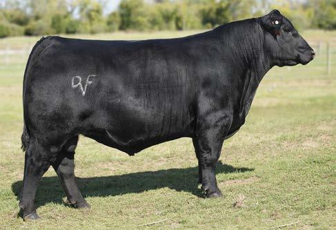 IMPROVE CALVING EASE AND PERFORMANCE AT THE SAME TIME! FEATURING 37 DOUBLE-DIGIT CED BULLS WITH YEARLING WEIGHT EPDS OF 100 OR MORE DEER VALLEY PATRIOT 3222 7AN418 +17577916 CAPITALIST x Upward.