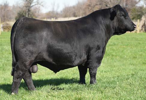 20 SELECT SIRES 7 S CHISUM 255 7AN454 17298481 Chisum 6175 x Chinook.