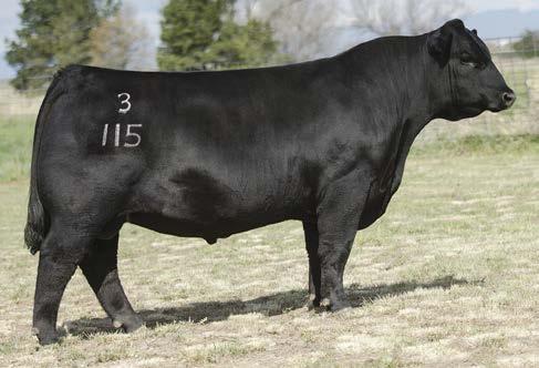 Select Sires pedigrees CED: 16 BW: -0.4 WW: 56 YW: 94 $W: 55.47 $B: 148.93 S A V DROVER 5611 7AN445 +18258000 Resource x Bando 5175.