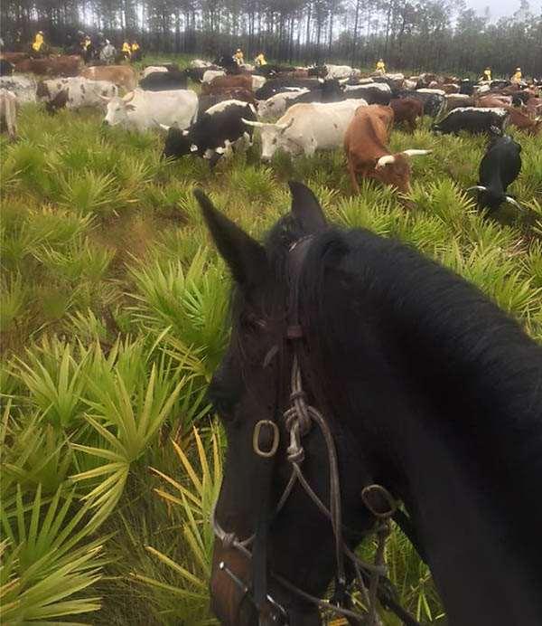 This photo from Suzy Holder s Facebook page shows a line of cow-hunters in the distance as they helped guide the cattle.
