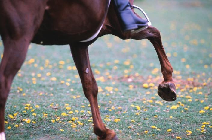 how horses work C H A P T E R E I G H T Balance Issues Understanding Balance Improves It All horses, despite their seemingly effortless beauty in motion, have some inherent balance problems that are