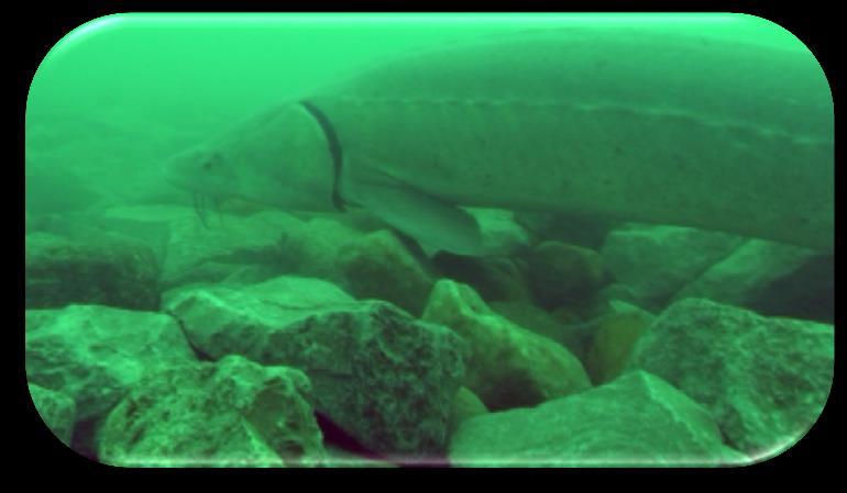 Post Construction: Lake Sturgeon started spawning on the reef during construction (two pictures above; adult lake sturgeon on the reef (right) lake sturgeon