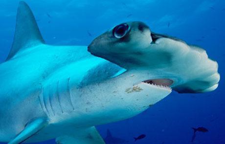 Chondricthyes: sharks 6.
