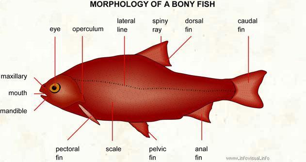 Osteicthyes: Bony Fishes More than 95% of all fish belong to this class.