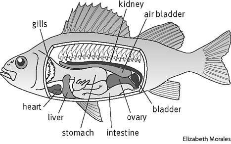 Osteicthyes: Bony Fishes Gills: used for respiration. Heart: pumps blood through fish; 2 chambers. Liver: removes toxins from blood.