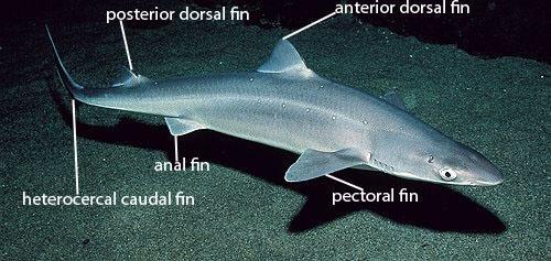 Chondricthyes: cartilaginous fishes Nearly 1000 species.