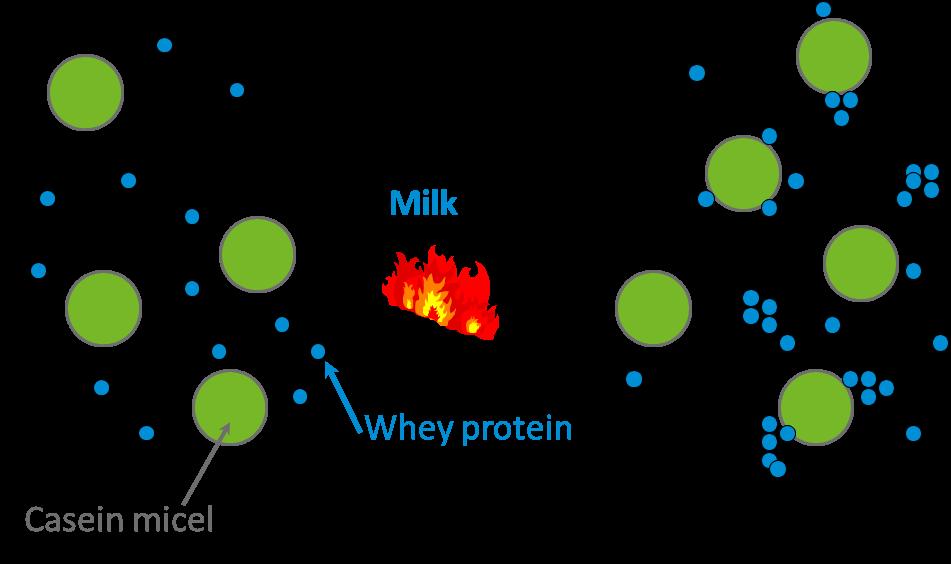 CASEIN AND WHEY PROTEINS YOGURT Pre-heating treatment of yoghurt mix required to: Inactivate bacteria Induce whey protein