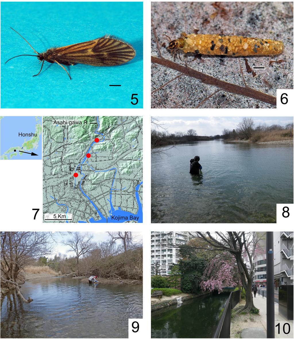 Sanuki, 3 larvae, 2 prepupae (TN); ibid., 21.ii.2016, M. Sakata, S. Sanuki, and T. Nozaki, 4 larvae, 2 pupae (TN); ibid., pupae collected on 21.ii.2016 by M. Sakata, S. Sanuki, and T. Nozaki, adults emerged from 29.