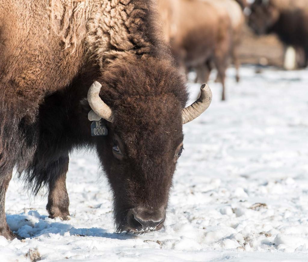 PRESERVING AN ICON FOR MILLENNIA, AMERICAN BISON HERDS ROAMED THE GREAT PLAINS BY THE MILLIONS UNTIL OVERHUNTING DROVE