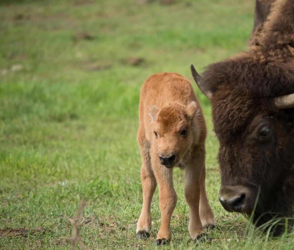 A BISON HERD WITH VALUABLE GENETICS THE LARAMIE FOOTHILLS BISON CONSERVATION HERD is one of few genetically pure American bison herds; most include some bison that