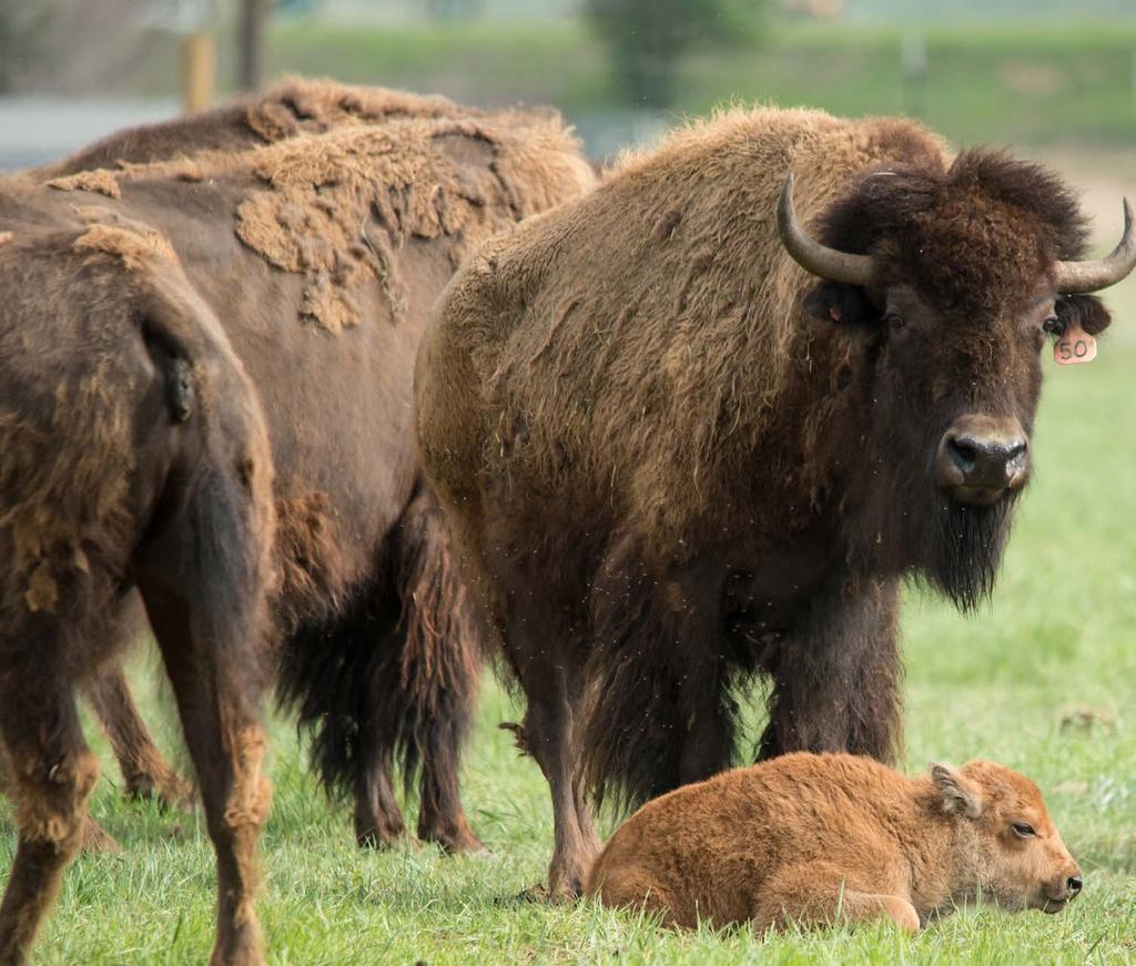 Named for a mountain ridgeline that spans northern Colorado and southern Wyoming, the Laramie Foothills Bison Conservation Herd takes its place on the prairie Nov. 1, 2015.