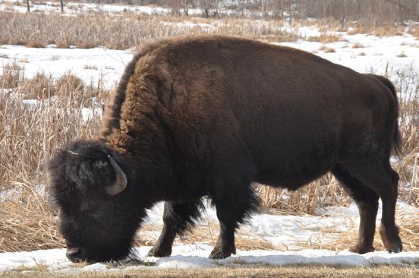 and 135,000 years ago. Once bison arrived, they evolved quickly into new species that still shared most of their DNA (like the longhorn bison in the South).