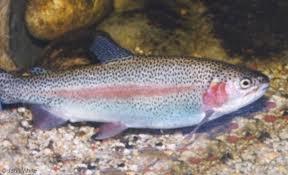 Fish: Want to Know More? Rainbow Trout There are many different types of fish in the world.