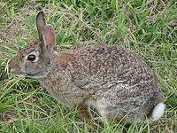 The Rabbit Want to Know More? The rabbit is also called a bunny or bunny rabbit. They are mammals that hop on four legs.