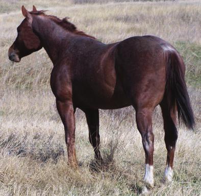 ~ Smart Little Finch ~ 2004 Red Roan Stallion Smart Little Finch is an own son of Smart Little Romeo who was a trained cutting horse that competed in the NCHA Futurity. We lost Romeo as a 4 year old.