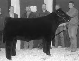 Consigned by Cedar Springs Farm donor champion at Missouri AGR champion steer at MAJAC and Eastern National Miss Beth 0214E Reg. # 241400 Donor sire: KK Kingpin 2CA Reg.