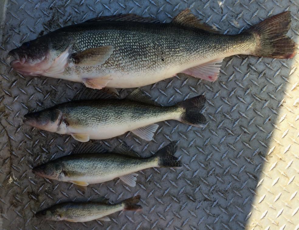 Walleye/Saugeye CPUE (#/net) About the Fish... Walleye and saugeye is primarily managed as a walleye and saugeye fishery because these species have had greater success in the reservoir than wiper.
