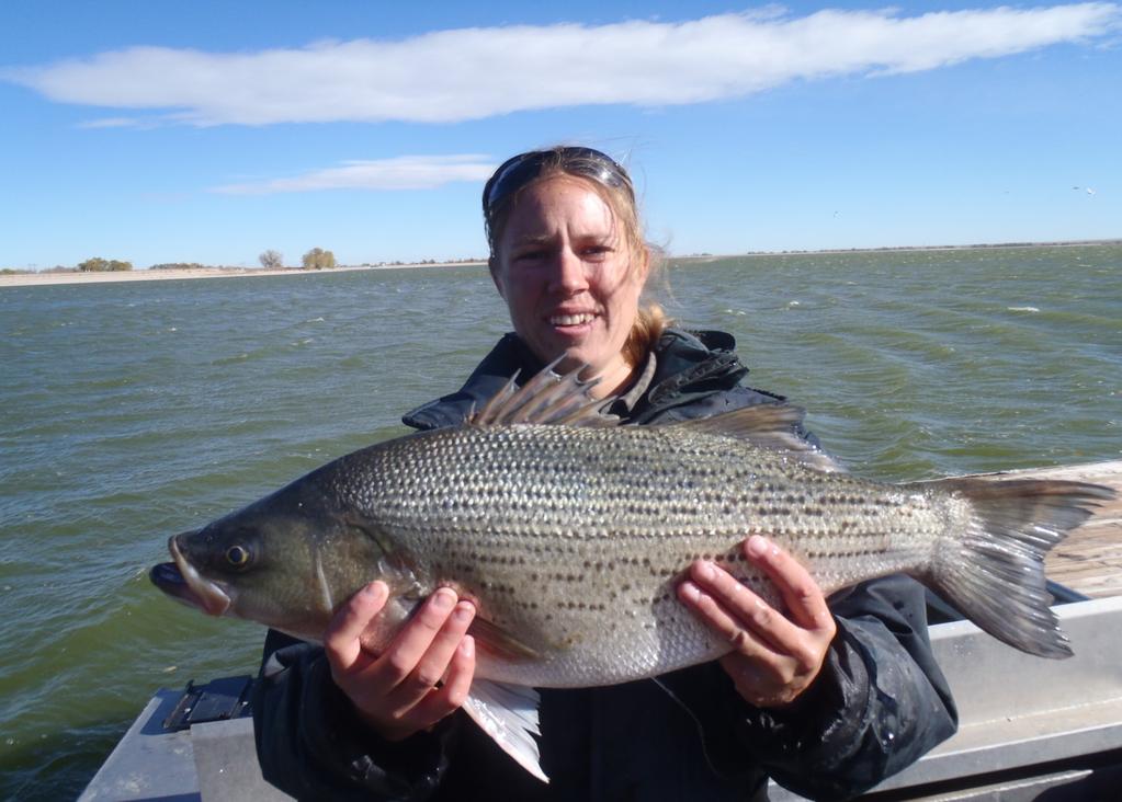 In 2007, white bass and striped bass were also stocked into the reservoir. Despite stocking nearly 3.
